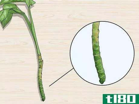 Image titled Grow Chinese Evergreens (Aglaonema) Step 16