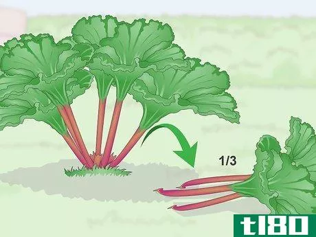 Image titled Harvest Rhubarb Step 7