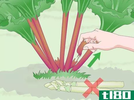 Image titled Harvest Rhubarb Step 9