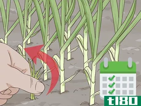 Image titled Grow Garlic In Florida Step 10