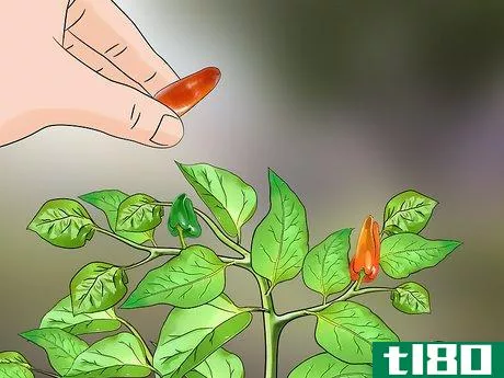 Image titled Grow Mini Peppers from Seed Step 13