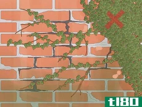 Image titled Grow Ivy on a Brick Wall Step 2