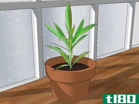 Image titled Grow Oleander Step 1