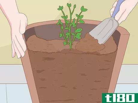 Image titled Grow Lemon Thyme Step 9