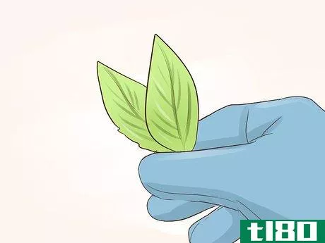 Image titled Grow Miniature Houseplants Step 17