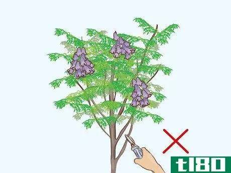 Image titled Grow a Jacaranda Tree Step 10