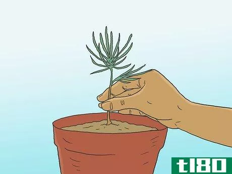 Image titled Grow Pine Trees Step 25