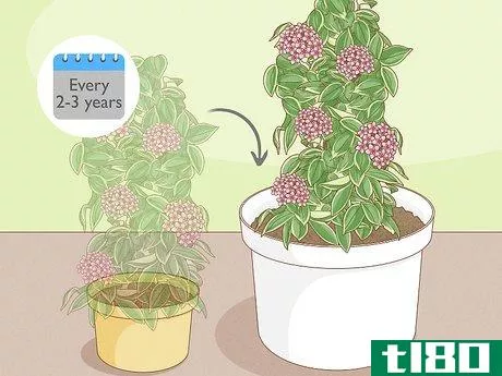 Image titled Grow Hoya Bella (Miniature Wax Plant) Step 11
