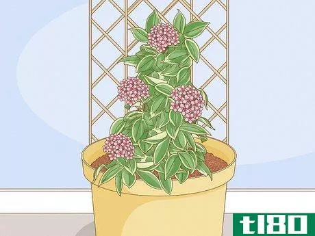 Image titled Grow Hoya Bella (Miniature Wax Plant) Step 5