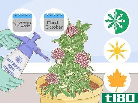 Image titled Grow Hoya Bella (Miniature Wax Plant) Step 9