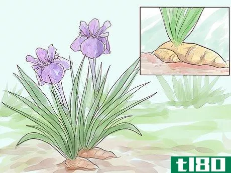 Image titled Grow Iris Step 10