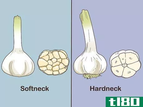 Image titled Grow Garlic In Florida Step 1