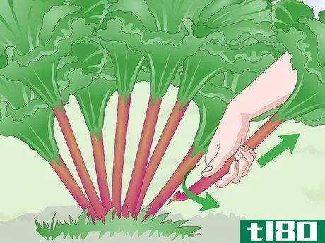 Image titled Harvest Rhubarb Step 6