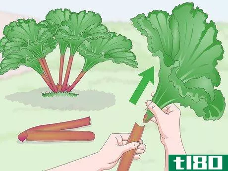 Image titled Harvest Rhubarb Step 8