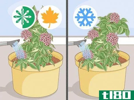 Image titled Grow Hoya Bella (Miniature Wax Plant) Step 8