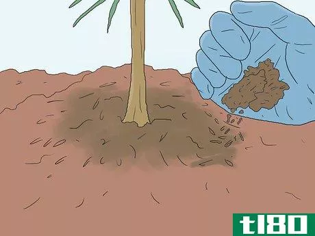 Image titled Grow Pine Trees Step 11