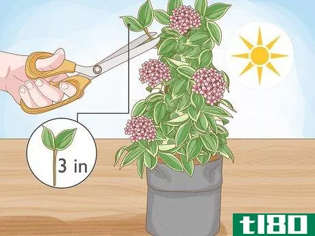 Image titled Grow Hoya Bella (Miniature Wax Plant) Step 3