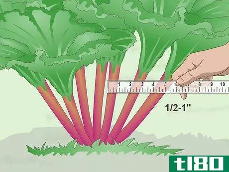 Image titled Harvest Rhubarb Step 3