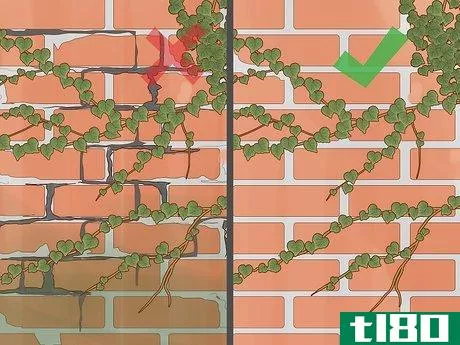 Image titled Grow Ivy on a Brick Wall Step 3