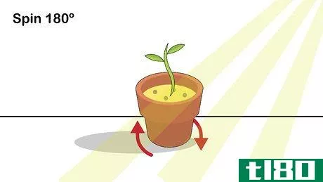 Image titled Grow Nutmeg Step 13
