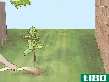 Image titled Grow a Jacaranda Tree Step 7