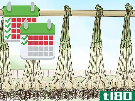 Image titled Grow Garlic In Florida Step 13