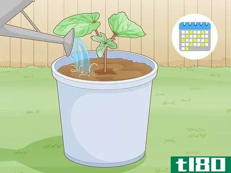 Image titled Grow Okra in Pots Step 7