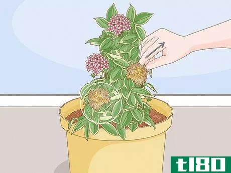 Image titled Grow Hoya Bella (Miniature Wax Plant) Step 10