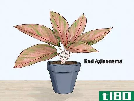 Image titled Grow Chinese Evergreens (Aglaonema) Step 7