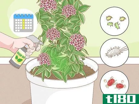 Image titled Grow Hoya Bella (Miniature Wax Plant) Step 12