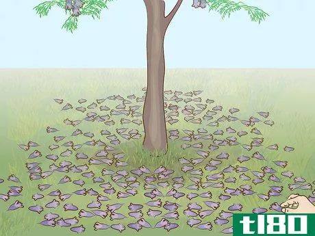 Image titled Grow a Jacaranda Tree Step 11