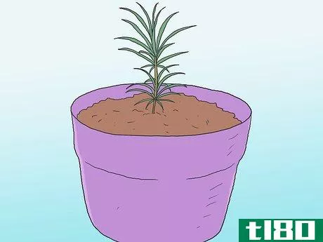 Image titled Grow Pine Trees Step 2