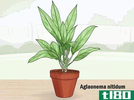 Image titled Grow Chinese Evergreens (Aglaonema) Step 4