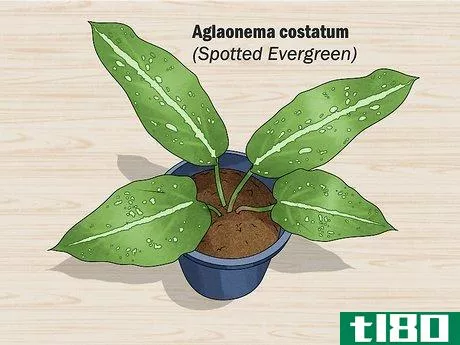 Image titled Grow Chinese Evergreens (Aglaonema) Step 6