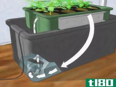 Image titled Grow Hydroponic Tomatoes Step 1