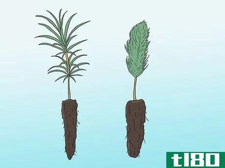 Image titled Grow Pine Trees Step 1