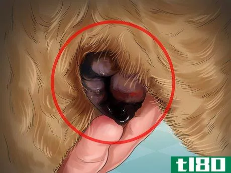 Image titled Help Your Dog After Giving Birth Step 19