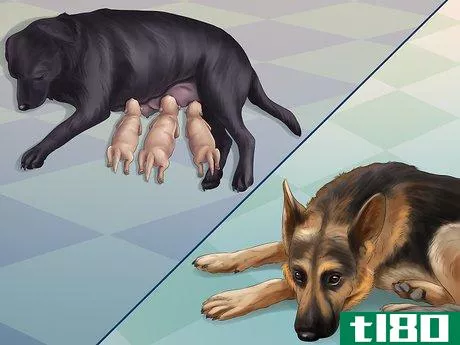 Image titled Help Your Dog After Giving Birth Step 12