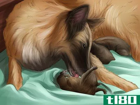 Image titled Help Your Dog After Giving Birth Step 6