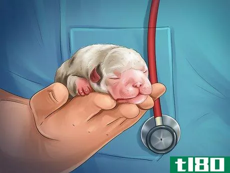 Image titled Help Your Dog After Giving Birth Step 11