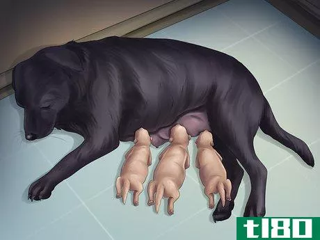 Image titled Help Your Dog After Giving Birth Step 7