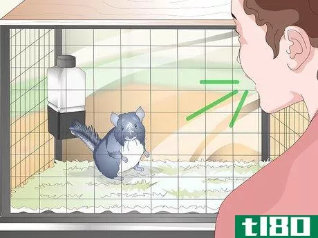 Image titled Help Your Chinchilla Adjust to its New Home Step 16