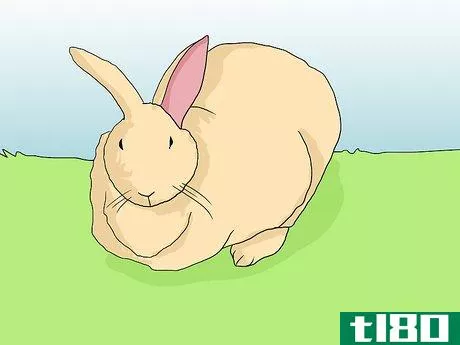 Image titled Help an Overweight Rabbit Lose Weight Step 1