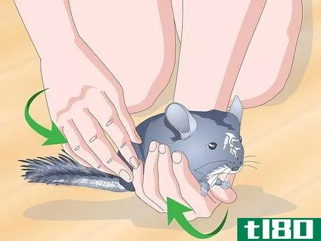 Image titled Help Your Chinchilla Adjust to its New Home Step 18