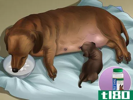 Image titled Help Your Dog After Giving Birth Step 15