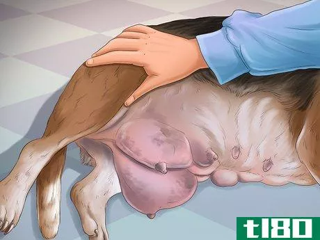 Image titled Help Your Dog After Giving Birth Step 18