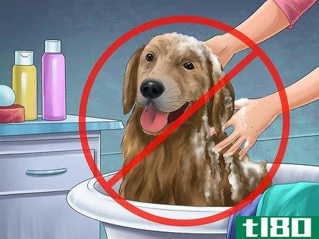 Image titled Help Your Dog After Giving Birth Step 13
