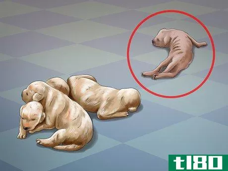 Image titled Help Your Dog After Giving Birth Step 21