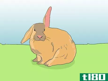 Image titled Help an Overweight Rabbit Lose Weight Step 6