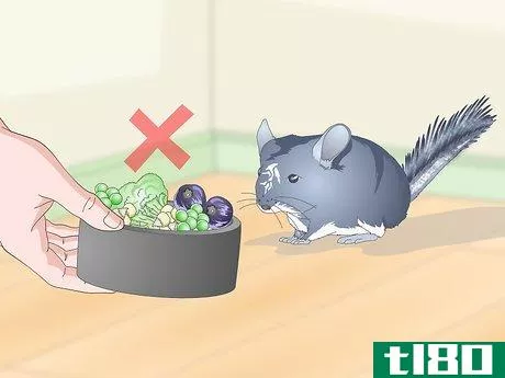 Image titled Help Your Chinchilla Adjust to its New Home Step 13